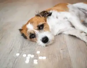 Xử Lý Ngộ Độc Thuốc Kháng Histamin Xử Lý Ngộ Độc Thuốc Kháng Histamin