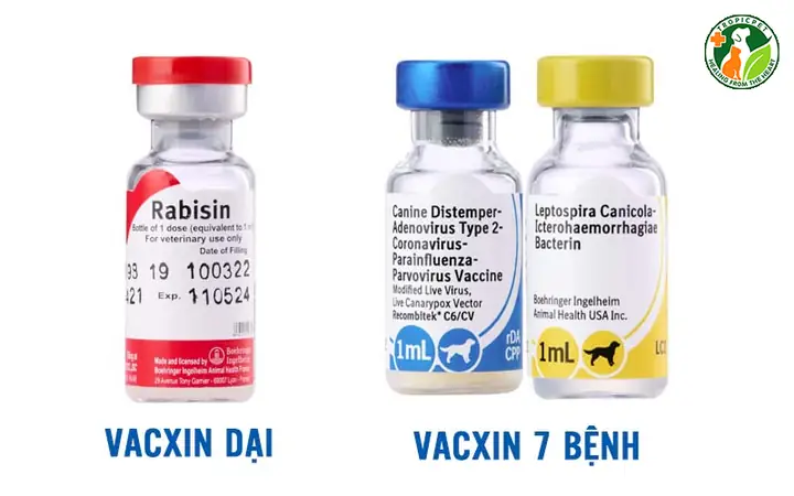 Vacxin 7 Bệnh Cho Chó: Vacxin 7 Bệnh Cho Chó:
