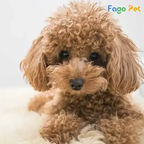 Lông Poodle Màu Nâu Vàng