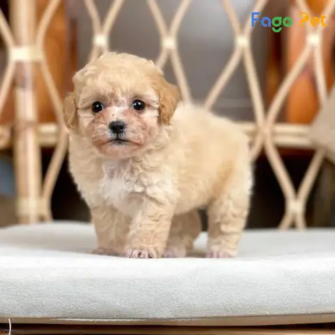 Chó Poodle Lông Màu Kem