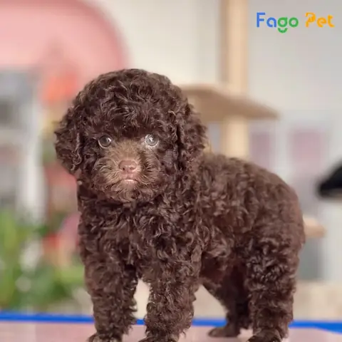 Chó Poodle Màu Nâu Socola