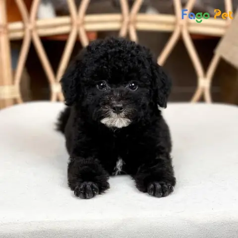 Chó Poodle Màu Đen