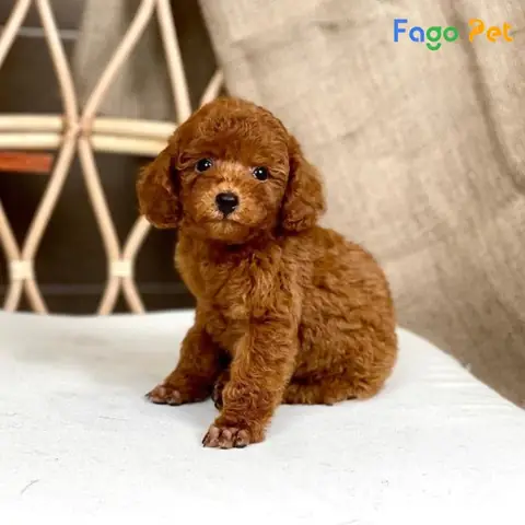 Chó Poodle Màu Nâu Đỏ