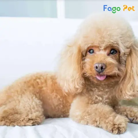Poodle Màu Nào Đẹp Nhất?