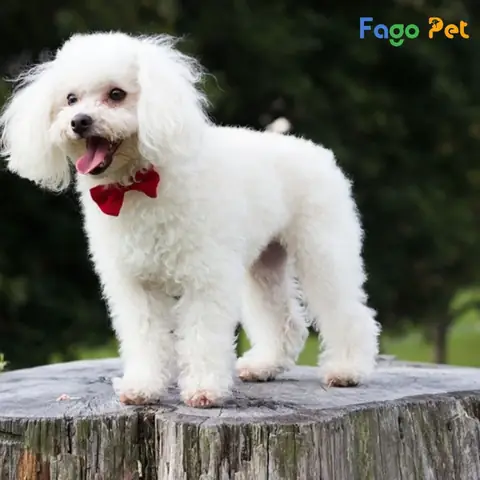 Poodle Màu Nào Đẹp Nhất - Màu Chó Poodletrắng