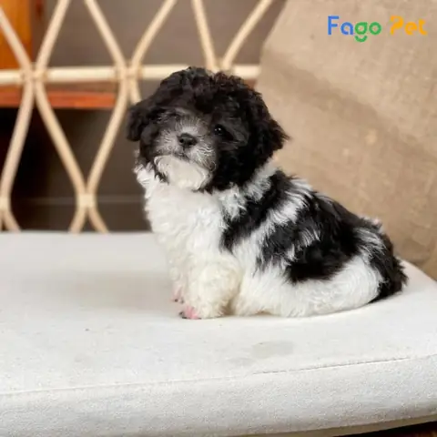 Poodle Màu Bò Sữa