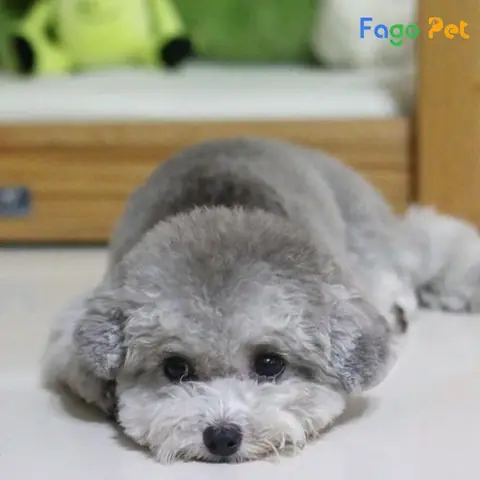Màu Lông Chó Poodle Xám