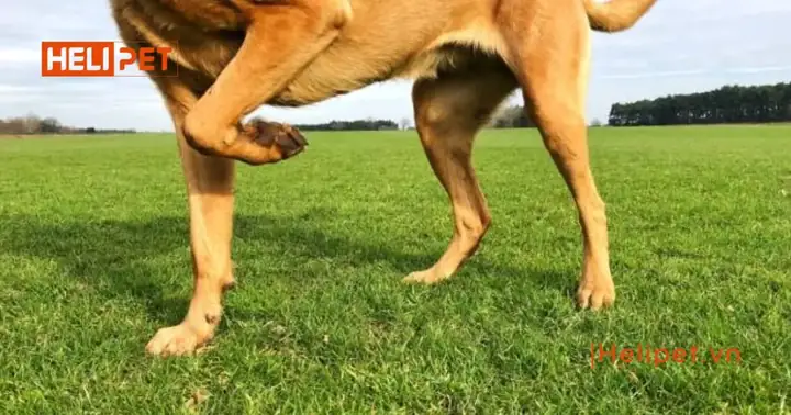 Cách Nhận Biết Chó Bị Gãy Chân