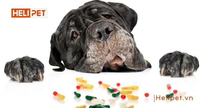 Có Thể Cho Chó Uống Vitamin Của Người Được Không? Có Thể Cho Chó Uống Vitamin Của Người Được Không?