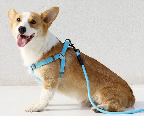 Cách Buộc Dây Cho Chó: Hướng Dẫn Chi Tiết Từ Chuyên Gia Chăm Sóc Động Vật