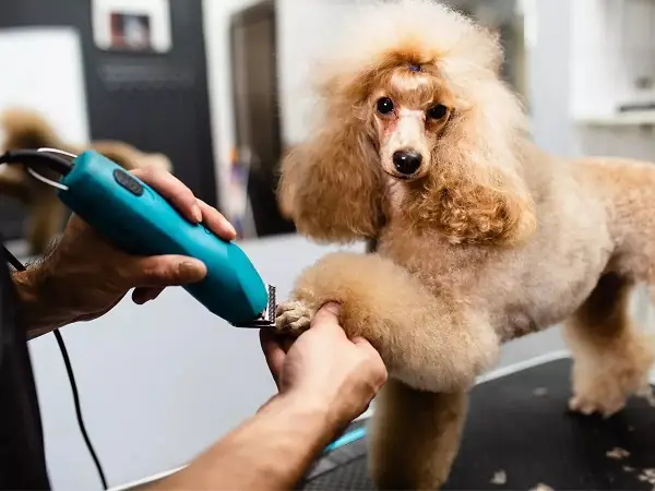 Lợi Ích Khi Cạo Lông Máu Poodle