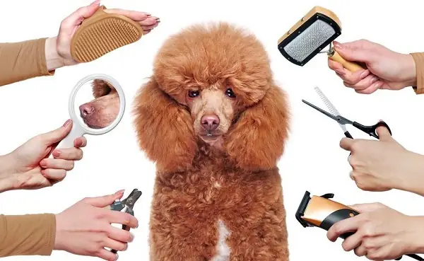 Chi Tiết Cách Cạo Lông Máu Poodle Tại Nhà