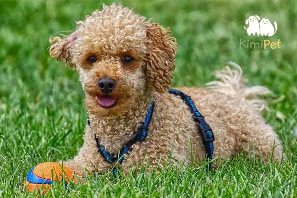 Cách Cắt Đuôi Chó Poodle Mới Sinh Cách Cắt Đuôi Chó Poodle Mới Sinh