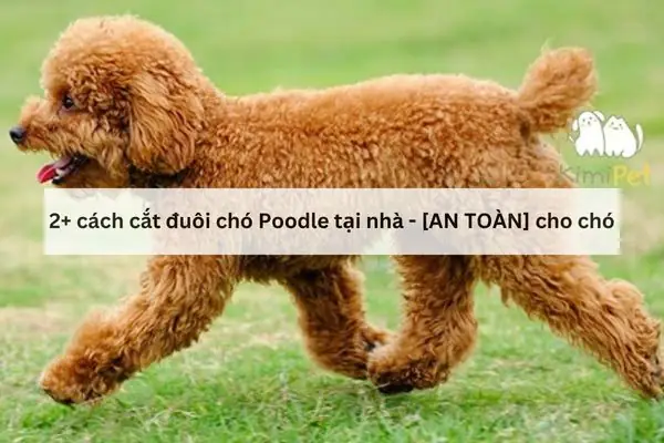 Hướng Dẫn Cắt Đuôi Chó Poodle Từ [chuyên Gia]