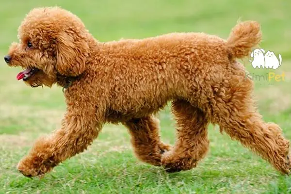 Cần Lưu Ý Gì Với Cách Cắt Đuôi Chó Poodle Tại Nhà? Cần Lưu Ý Gì Với Cách Cắt Đuôi Chó Poodle Tại Nhà?