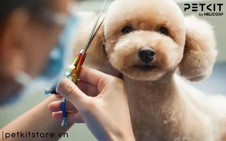 Vì Sao Cần Cắt Tỉa Lông Chó Poodle? Vì Sao Cần Cắt Tỉa Lông Chó Poodle?