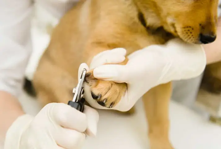 Cách Xử Lý Khi Cắt Phải Vùng Hồng Chữ A Của Chó Cách Xử Lý Khi Cắt Phải Vùng Hồng Chữ A Của Chó