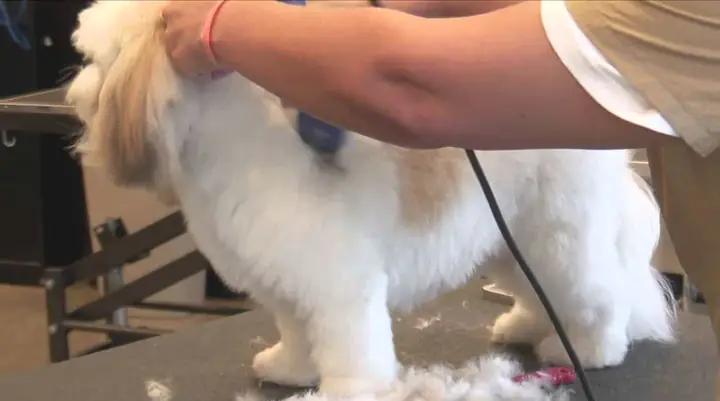 Ưu Tiên Cạo Lông Chó Ở Những Vùng Nhạy Cảm Ưu Tiên Cạo Lông Chó Ở Những Vùng Nhạy Cảm