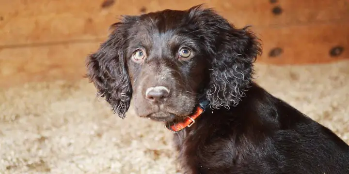 Làm Thế Nào Để Cắt Tỉa Lông Chó Đúng Cách? Những Lưu Ý Khi Cắt Móng Cho Chó Của Bạn! Làm Thế Nào Để Cắt Tỉa Lông Chó Đúng Cách? Những Lưu Ý Khi Cắt Móng Cho Chó Của Bạn!