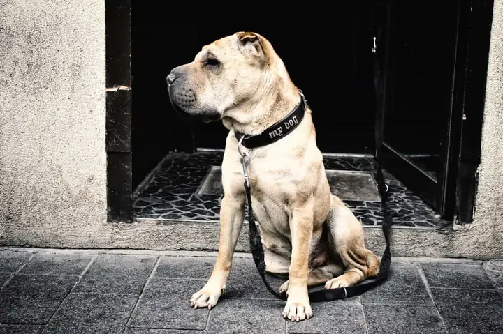 Battle Crop Battle Crop