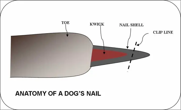 Những Lưu Ý Về Cấu Tạo Của Móng Chó Giúp Bạn Dễ Dàng Chăm Sóc Chúng Hơn Những Lưu Ý Về Cấu Tạo Của Móng Chó Giúp Bạn Dễ Dàng Chăm Sóc Chúng Hơn