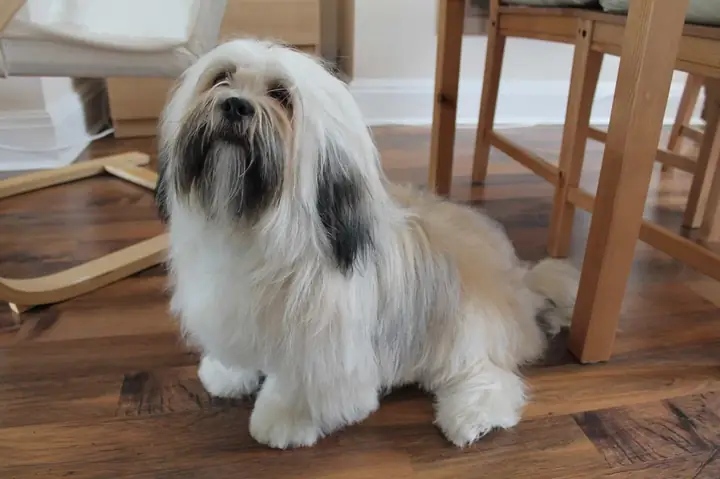 Vai Trò Quan Trọng Của Lông Chó Vai Trò Quan Trọng Của Lông Chó