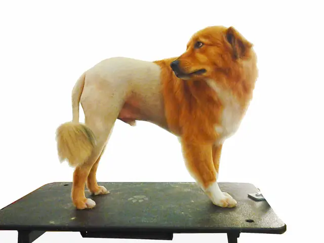 Những Lưu Ý Trước Khi Cạo Lông Chó Những Lưu Ý Trước Khi Cạo Lông Chó