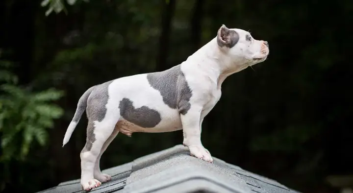 Short Crop Short Crop