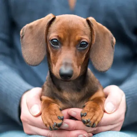 Quy Trình Cắt Móng Quy Trình Cắt Móng