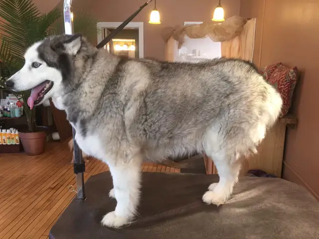 Cố Định Chó Bằng Vòng Cổ Cố Định Chó Bằng Vòng Cổ