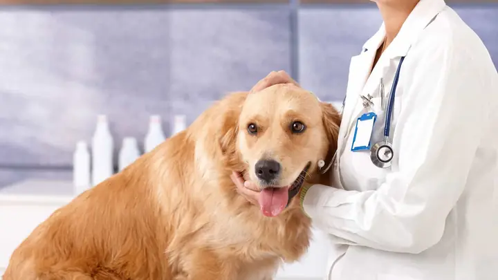 Phòng Khám Thú Y Hà Nội Vet Clinic Phòng Khám Thú Y Hà Nội Vet Clinic