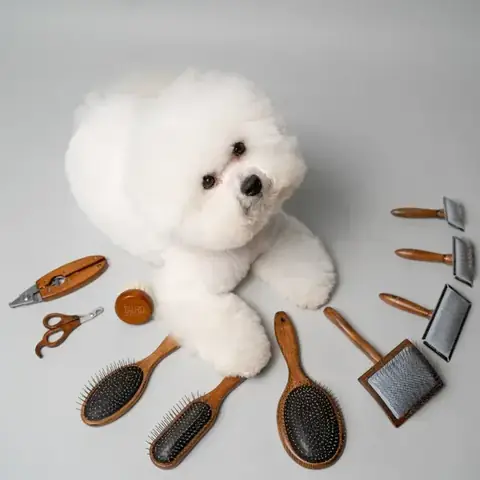 R/bichonfrise - Bạn Chải Lông Cho Bichon Của Bạn Bao Lâu Một Lần? R/bichonfrise - Bạn Chải Lông Cho Bichon Của Bạn Bao Lâu Một Lần?