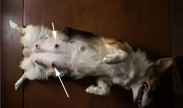 Dấu Hiệu Chó Mang Bầu