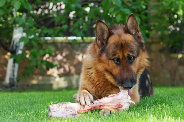 Thức Ăn Cho Chó Becgie