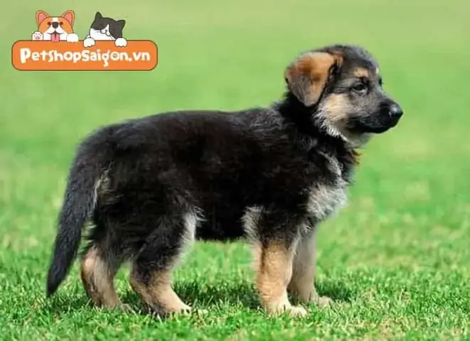 Truyền Đạt Những Điều Cần Thiết Cho Chó Becgie Hiểu