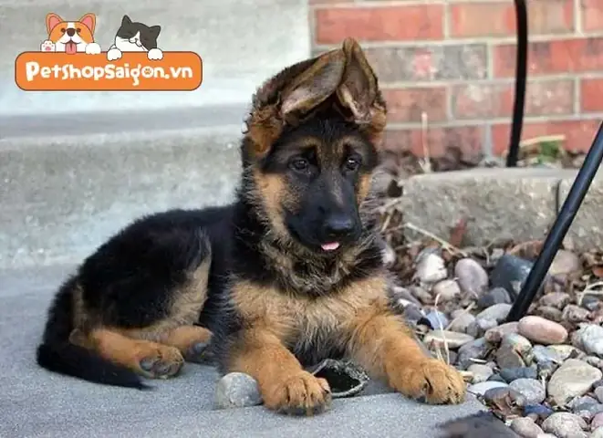 Cách Chăm Sóc Chó Becgie Con Liên Quan Đến Giao Tiếp Và Các Nhu Cầu Cơ Bản