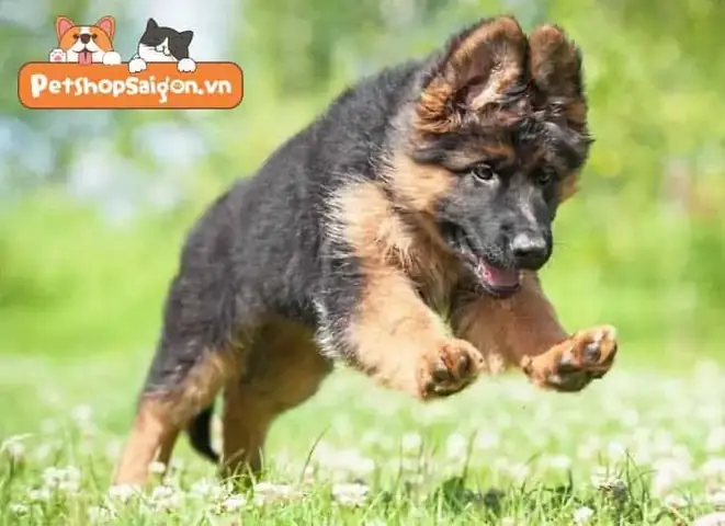 Cách Chăm Sóc Chó Becgie Con Để Chơi Đùa Nhiều Hơn