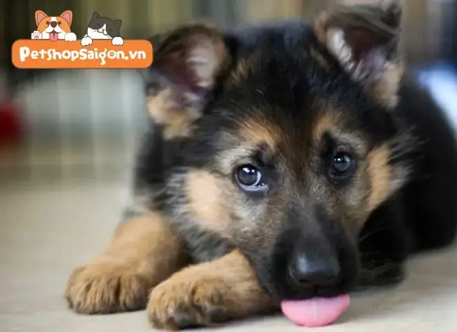 Tiêm Phòng Cho Chó Becgie Con