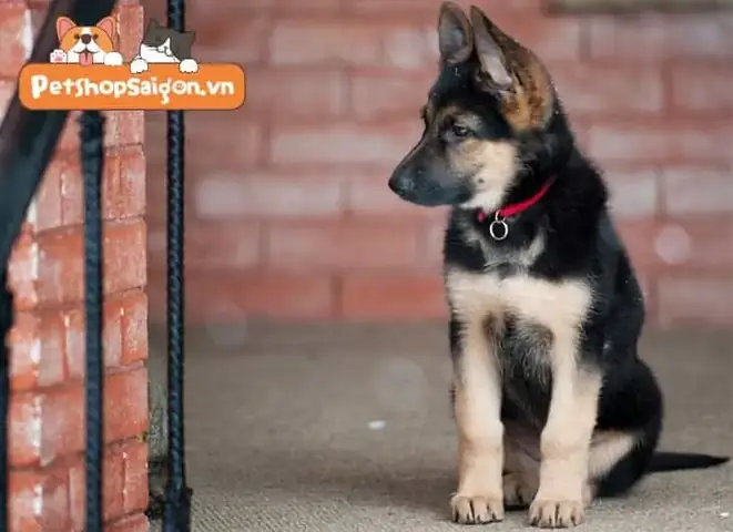 Cách Chăm Sóc Chó Becgie Con Liên Quan Đến Lịch Ăn