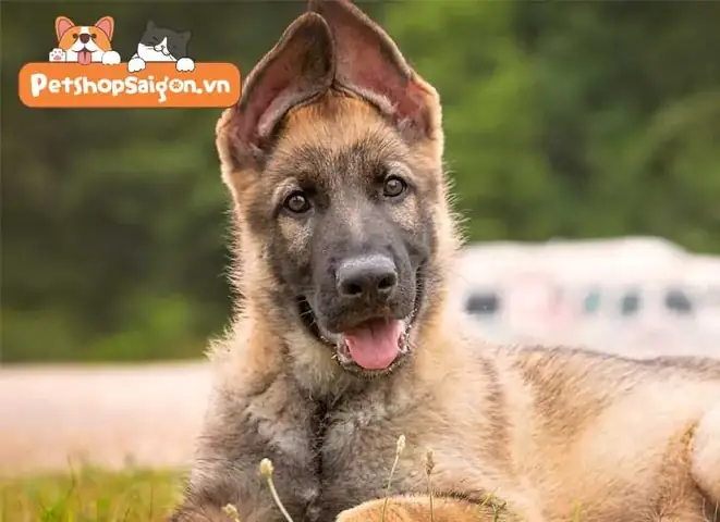 Bài Tập Tinh Thần Để Chó Becgie Con Trở Nên Ngoan Ngoãn