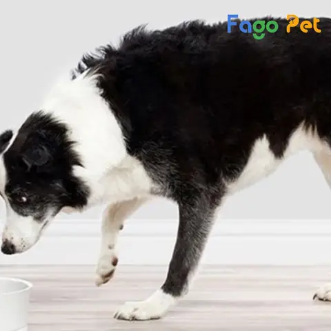 Nên Cho Chó Border Collie Ăn Gì?