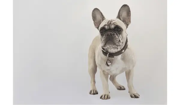 Một Số Bệnh Có Thể Gặp Ở Chó Bull Pháp