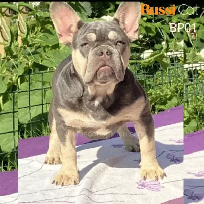 Giá Chó Bull Pháp