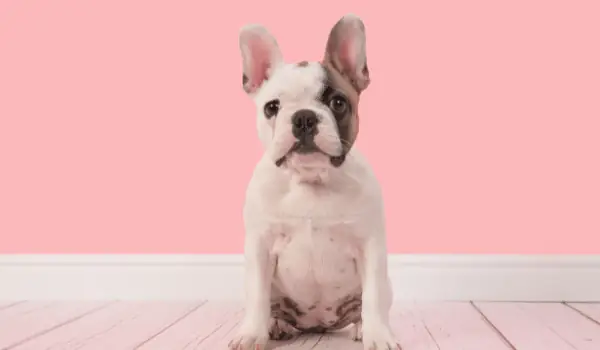 Đặc Điểm Chó Bull Pháp