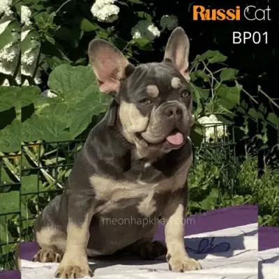 Giá Chó Bull Pháp