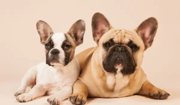 Cách Chăm Sóc Chó Bull Pháp