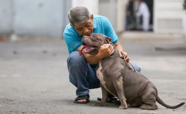 Cách Training Chó Bully