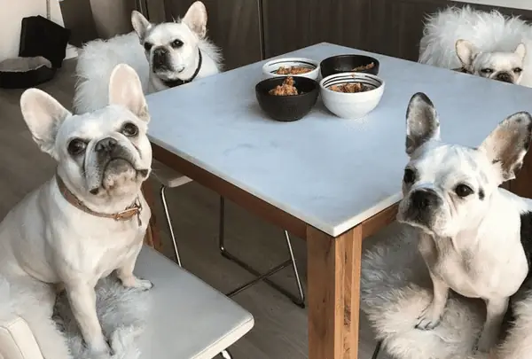 Thức Ăn Dạng Thô Cho Chó Bully