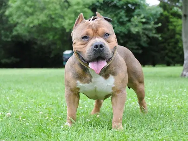 Dạy Chó Bully Ở Yên Một Chỗ