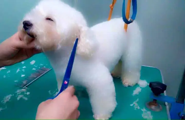 Giữ Vệ Sinh Cho Bộ Lông